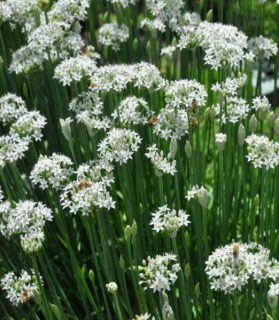 Allium tuberosum